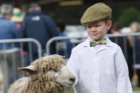 Benjamin Brook (aged 5) with his sheep ready for judging on the second day of the Great Yorkshire Show 2023