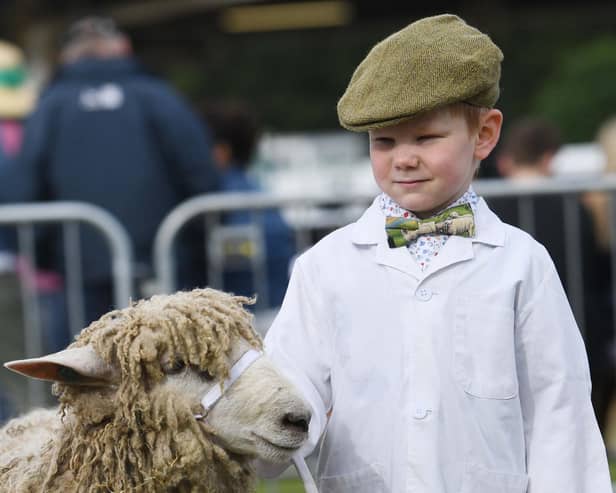 Benjamin Brook (aged 5) with his sheep ready for judging on the second day of the Great Yorkshire Show 2023