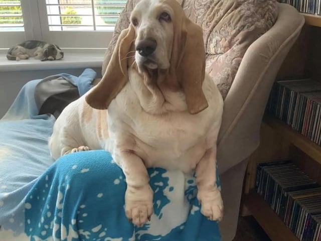 Here Miss Bunty the Basset Hound is lounging a little precariously on a chair arm.