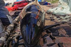 The porpoise was stranded on a beach at Flamborough Head. (Photo: British Divers Marine Life Rescue)