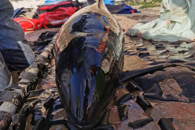The porpoise was stranded on a beach at Flamborough Head. (Photo: British Divers Marine Life Rescue)