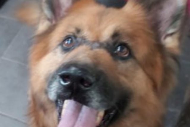Hogan is a eight/nine year old German Shepherd who has a lovely nature and gets on with other dogs. He has a skin condition which has led to some bald patches, however he is now on medication and it is hoped some hair may grow back, however he is not bothered about the patches.
Call Bob on 01947 810787 to enquire.