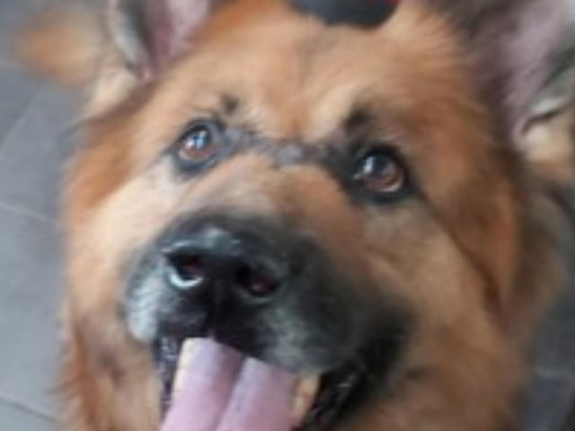 Hogan is a eight/nine year old German Shepherd who has a lovely nature and gets on with other dogs. He has a skin condition which has led to some bald patches, however he is now on medication and it is hoped some hair may grow back, however he is not bothered about the patches.
Call Bob on 01947 810787 to enquire.