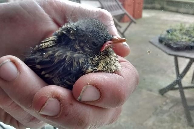 Whitby Wildlife Sanctuary say baby garden birds can be found from March onwards. They say fledglings have feathers and will be hopping around, it is normal for them to be on the ground alone. Parents are usually close by and/or will be back and removing a fledgling reduces its chance of survival.
