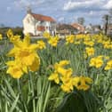 Debra Clark-Kachlon frames daffodils in Sewerby.