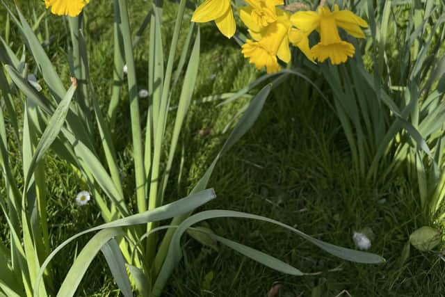 Debra Clark-Kachlon frames daffodils in Sewerby.