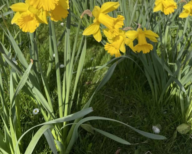 Debra Clark-Kachlon frames daffodils in Sewerby.