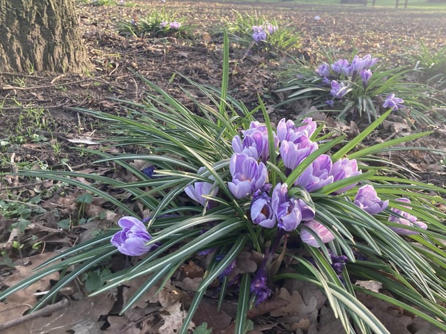 Bridlington's Westgate Park was full of clusters of crocuses signalling the arrival of spring.
