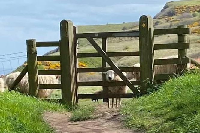 Ravenscar cliffs.
picture by Barbara Bussey.