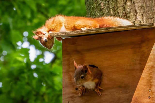 Four baby Red Squirrels have been born to two mothers, Holly and Hazel, who along with the dad, Erik the Red, arrived at the arboretum in winter. (Pic: Ian Thomas)