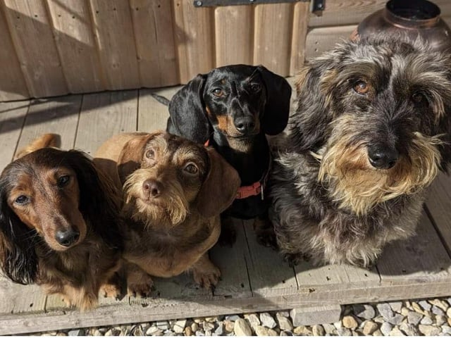 Here's Flo, Wilma, Minnie and Hettie a fabulous family of sausage dogs from Scarborough.