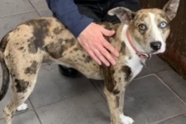 Ziggy is a one/two year old Collie/Whippet/Staffie cross. Ziggy is a fun dog and gets on well with other people, but doesn't like other dogs and so needs to be rehomed on her own.
Call Bob on 01947 810787 to enquire.