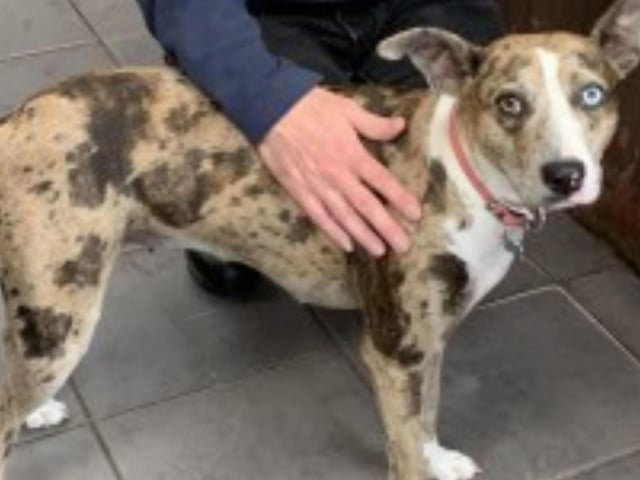 Ziggy is a one/two year old Collie/Whippet/Staffie cross. Ziggy is a fun dog and gets on well with other people, but doesn't like other dogs and so needs to be rehomed on her own.
Call Bob on 01947 810787 to enquire.