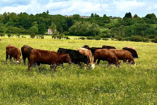 Cattle in a field at Ruswarp.
