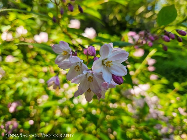 A close-up of beautiful spring blooms, by Jenna Jackson.