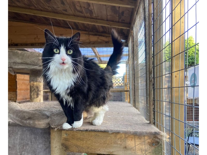 An extremely handsome ball of love, affection and fur that will melt your heart.
