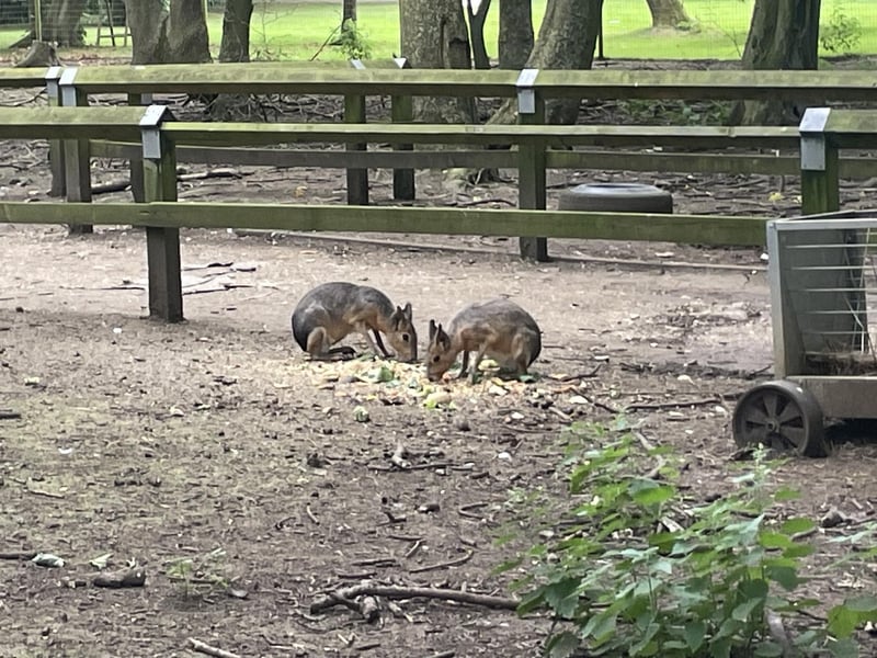 One of the most unusual looking rodents in the world, the Patagonian mara has long ears resembling a hare and a body resembling that of a small deer, they are the fourth largest rodent in the world