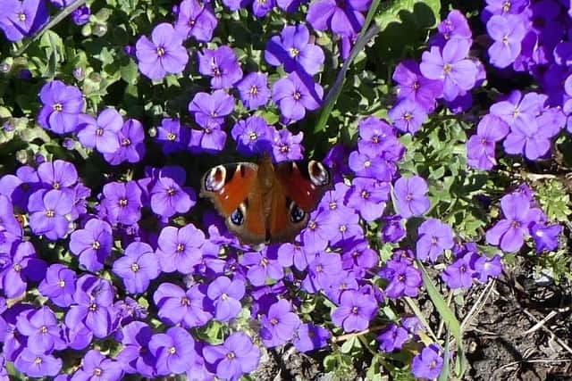 A peacock butterfly on the moorland.