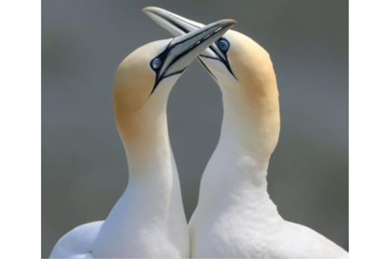 This beautiful pair of gannets were snapped at Bempton Cliffs.