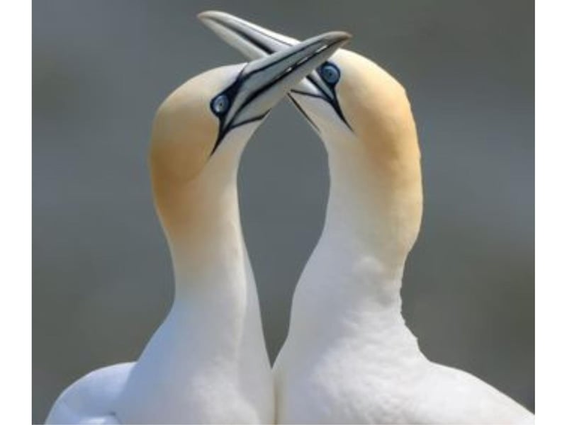 This beautiful pair of gannets were snapped at Bempton Cliffs.