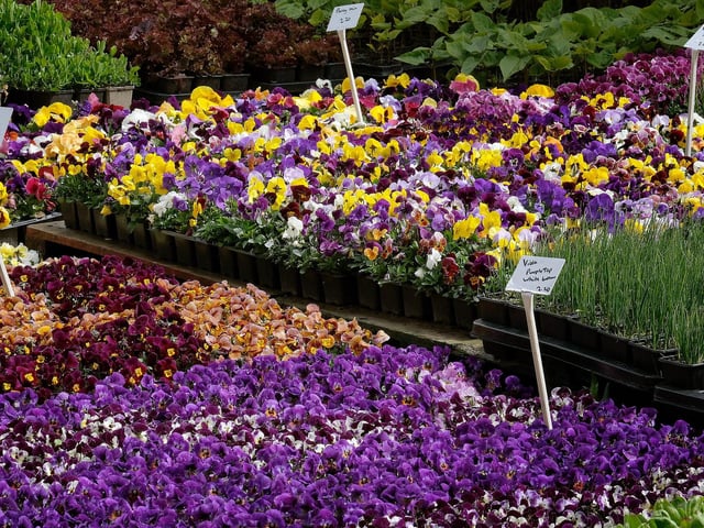 Eastfield Garden Centre in Bridlington will be open on Friday April 7 (Good Friday) from 8:30am - 5:00pm, on Saturday April 8 from 8:30am - 5:00pm, close on Sunday April 9 (Easter Sunday) and open on Monday April 10 (Easter Monday) from 8:30am - 5:00pm.
