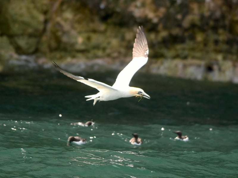 A gannet gathers nest material as it flies above a raft of guillemots.