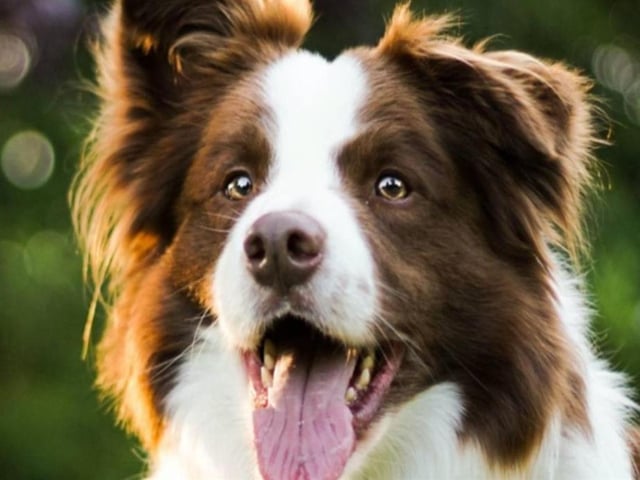 The Canine Carnival will take place at Sewerby Hall on September 24. This fun dog show is hosted in partnership with Jerry Green Dog Rescue. Events will include a dog show, demonstrations, face painting, competitions, and trail walks. There will also be a special dog zone with puppacinos, pick’ n mix, ball pools and educational talks.