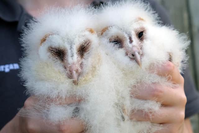 Two sleepy Barn owl chick, amongst the first born in a network of new nesting boxes erected across the Howardian Hills National Landscape. - Image: Richard Darn/Howardian Hills Partnership