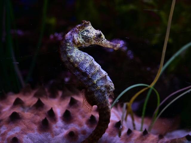 A seahorse swims by.
