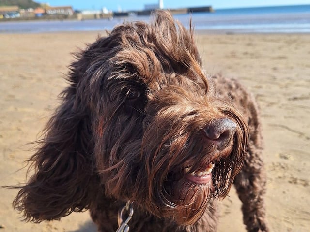 Harry enjoying the windy beach!