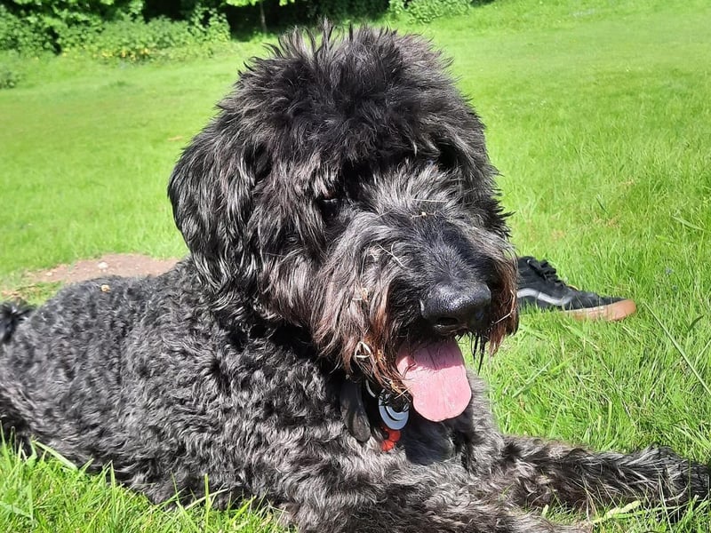 Here is a photo of Fergus enjoying the sunshine.