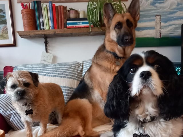 Barney,  Ava and Bailey (L to R) posing for the camera!