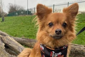 Dog owners are being urged to walk 60 miles with their four-legged friends over the course of April to raise money for Stand Up To Cancer’s life-saving research. Sign up now at su2c.org.uk/walkies