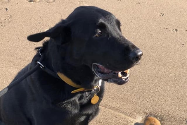 Loki at Cayton Bay, submitted by Claire Cooke.