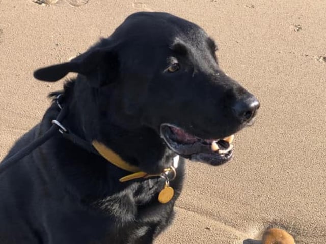 Loki at Cayton Bay, submitted by Claire Cooke.