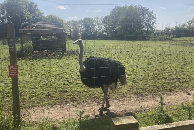 Ostriches are large flightless birds that are known for their incredible running speed.