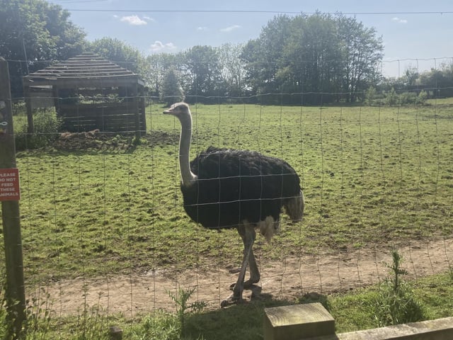 Ostriches are large flightless birds that are known for their incredible running speed.