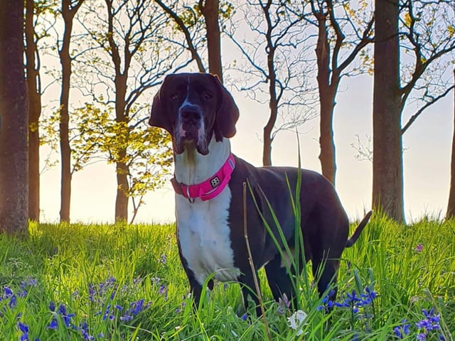 A beautiful big dog in Bridlington out enjoying the flowers.