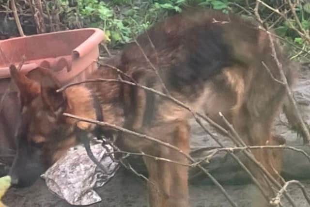 Both dogs suffered from 'suffering from malnutrition and neglect'. Photo credit: RSPCA.