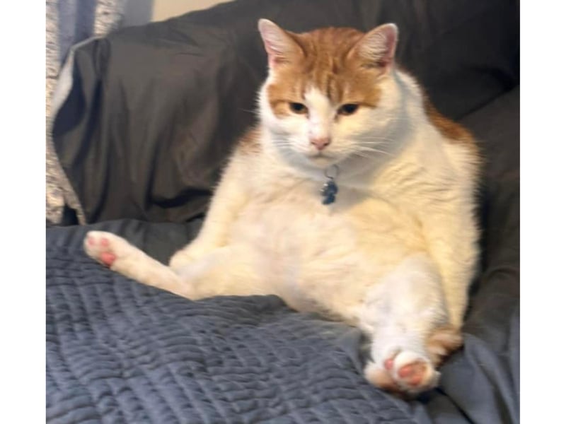 This amusingly posed cat is Sammy from Whitby, who was rescued from Whitby Wildlife Sanctuary.