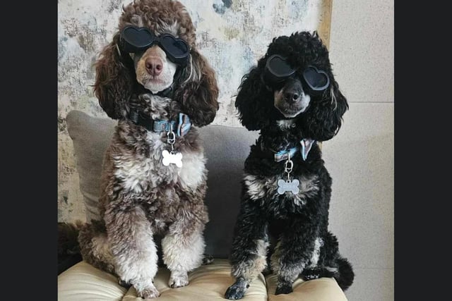 Here's Shadow and Ghost dressed up and ready for the sun in Whitby.