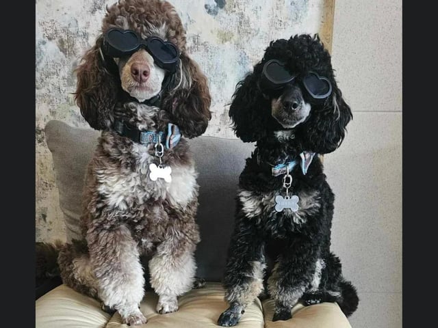 Here's Shadow and Ghost dressed up and ready for the sun in Whitby.