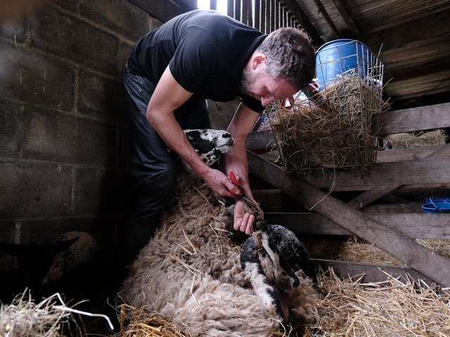 Ashley tending to the sheeps hooves for the visitors.