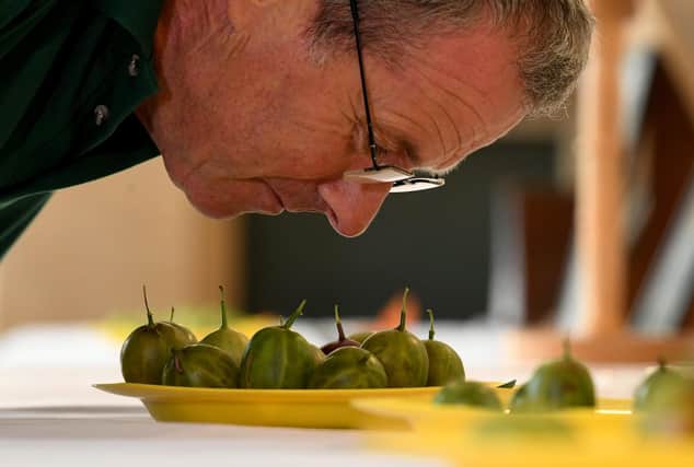 Chairman of the the Egton Bridge Old Gooseberry Society Graeme Watson inspects the gooseberries. Picture by Yorkshire Post photographer Simon Hulme.