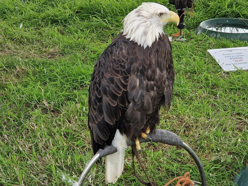 The name's Bond.....North American Eagle Bond...