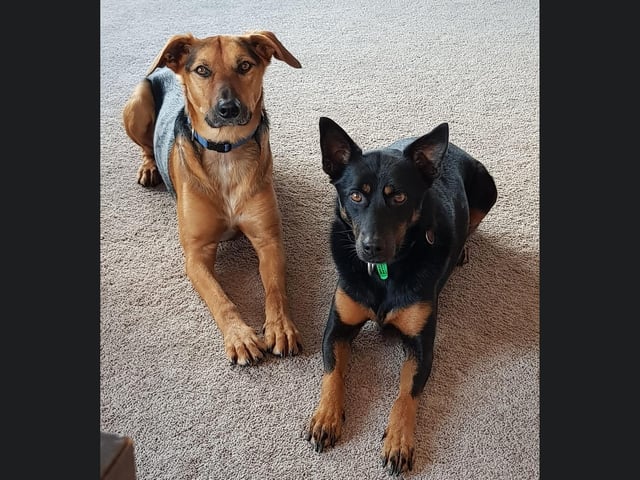 Here are Tess and Diesel, posing beautifully for their photo.