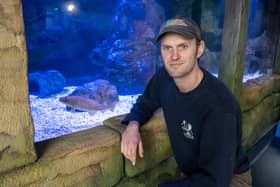 Joe Redfern at the Whitby Lobster Hatchery & Marine Discovery Centre.
picture by Tony Johnson.