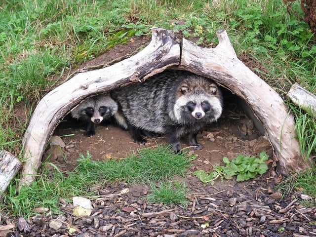 Two Tanuki peeping out