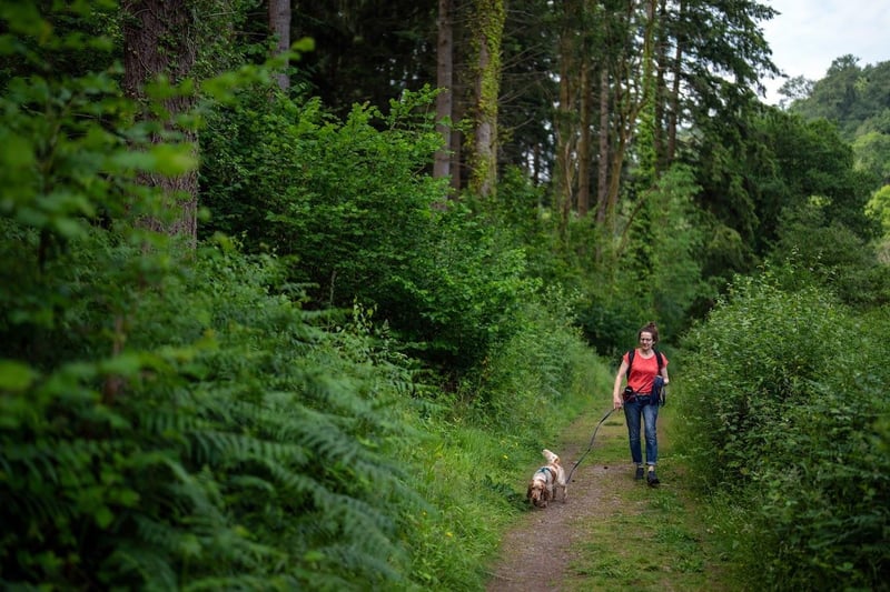 While not a traditional forest, Flamborough Head offers rugged coastal woodlands and walking trails. Dogs are generally welcome, but it's advisable to keep them on a leash in areas with wildlife or steep cliffs.