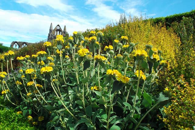 The beautiful gardens at Whitby Youth Hostel will be open on Saturday, June 20.